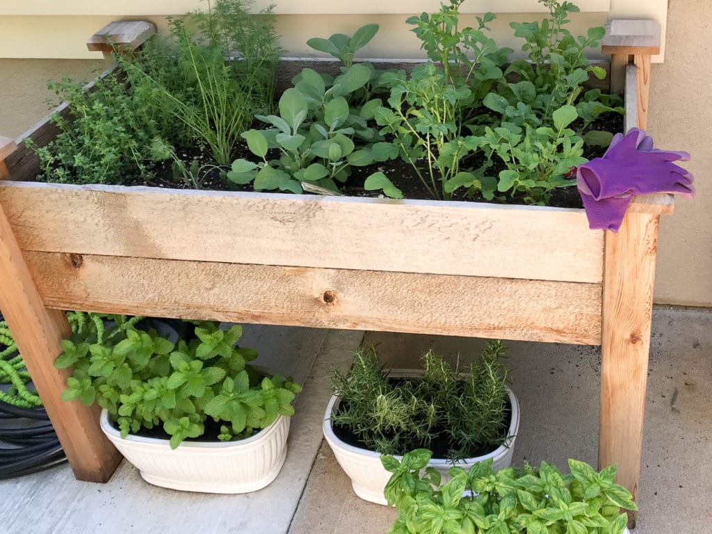 An elevated planter box filled with an herb garden and 3 white pots of herbs beneath
