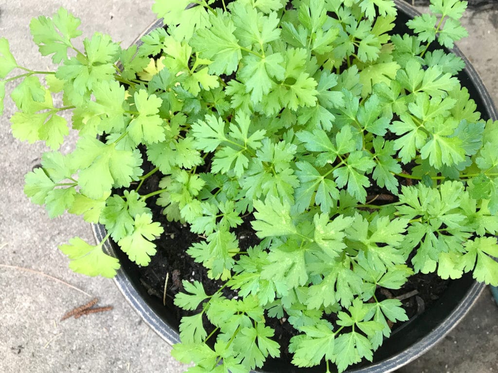 A brown pot of fresh parsley