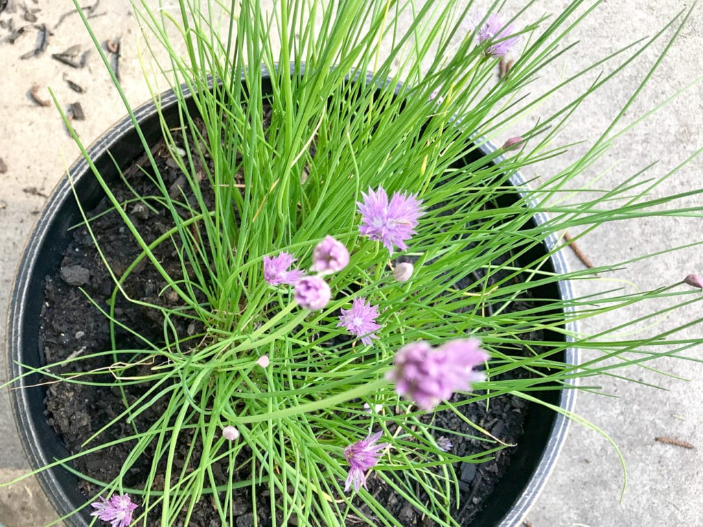 A brown pot of fresh chives that have purple flowers