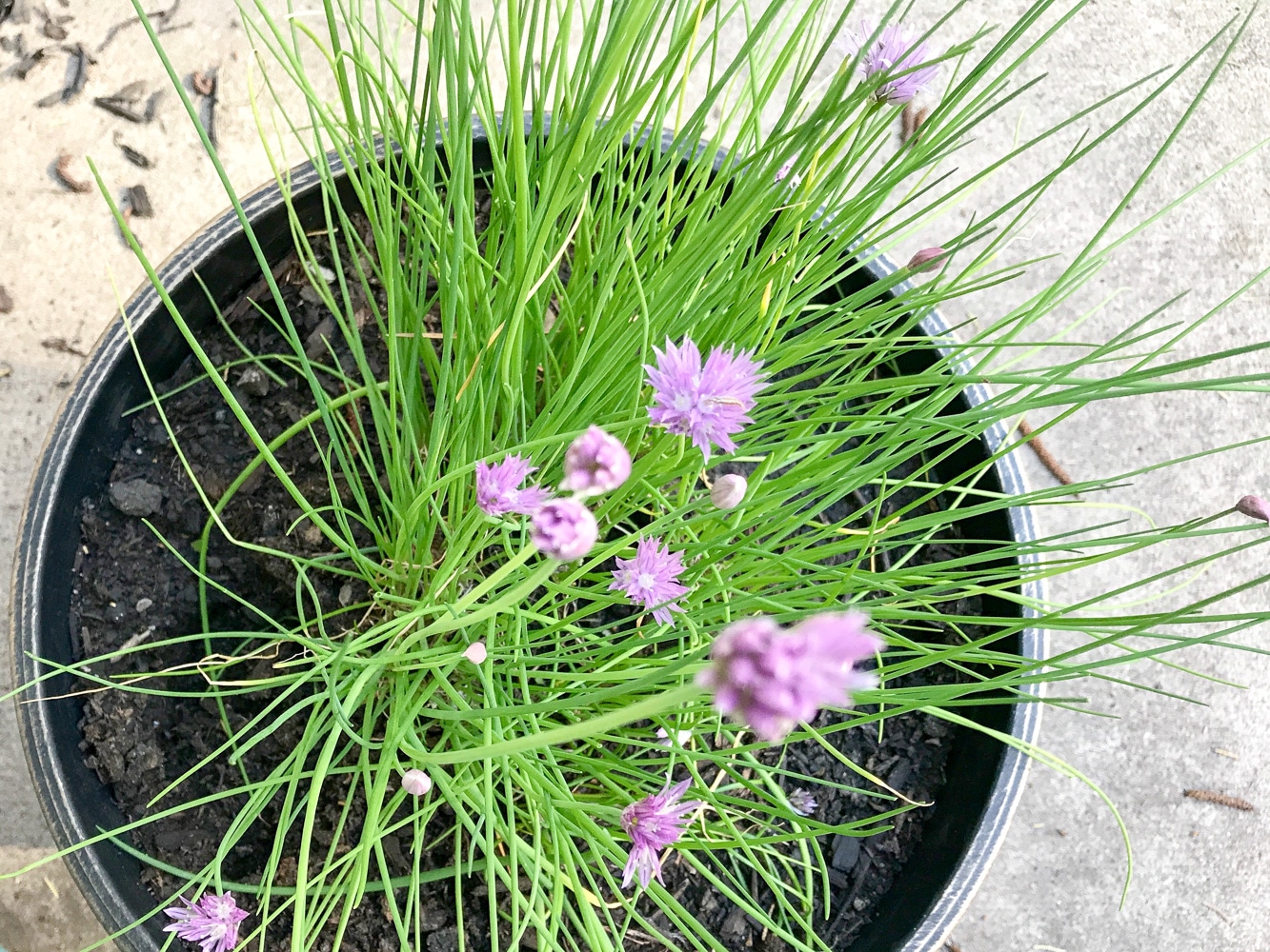 Herb Garden Artzy Foodie Herb Garden Artzy Foodie