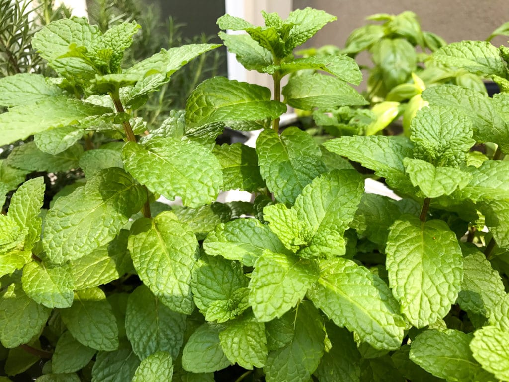 Up close view of fresh mint plants