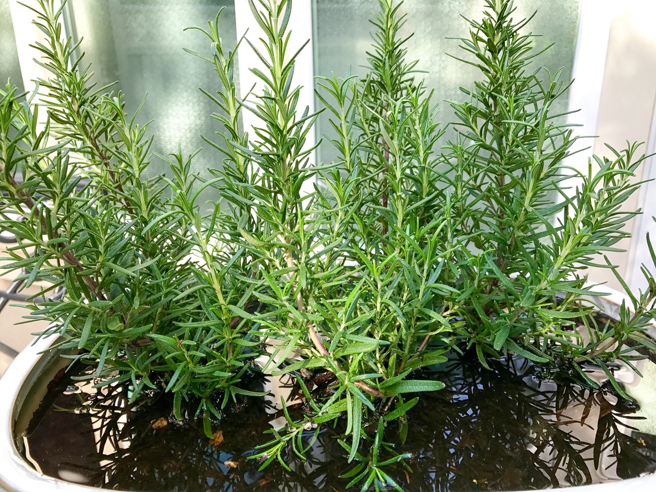Herb Garden Artzy Foodie Herb Garden Artzy Foodie