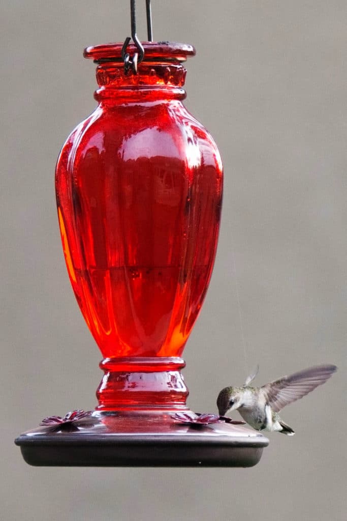 A hummingbird eating nectar from a red feeder
