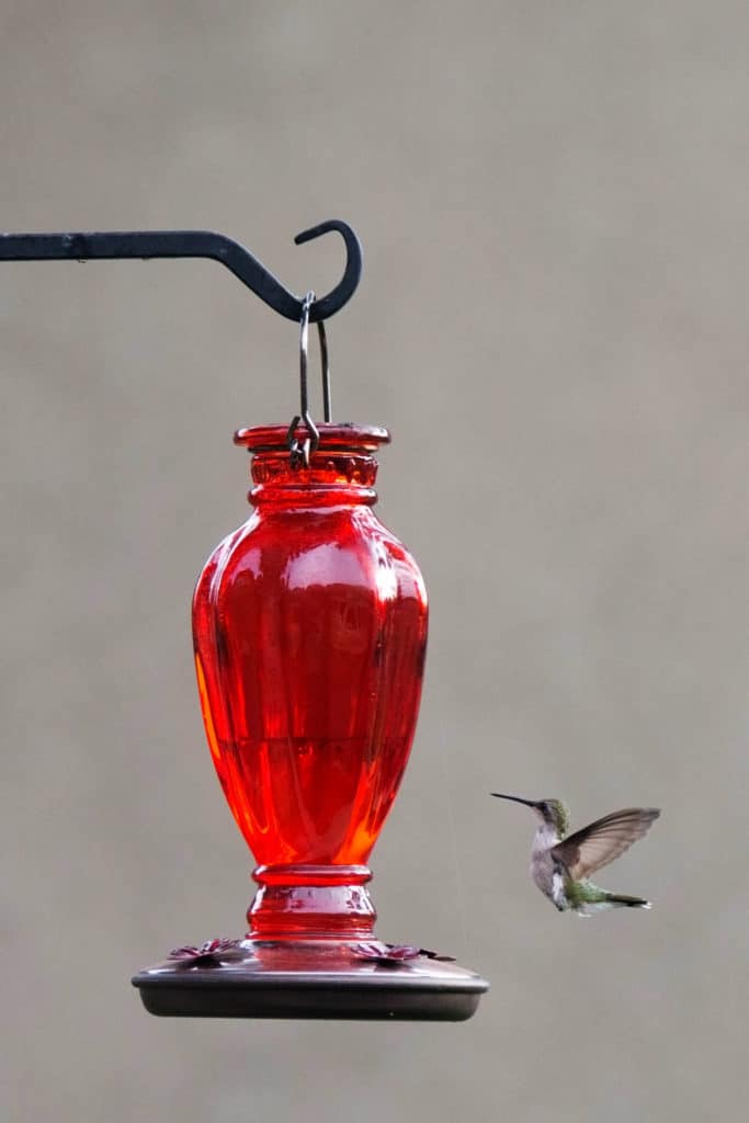 A hummingbird hovering near a red feeder