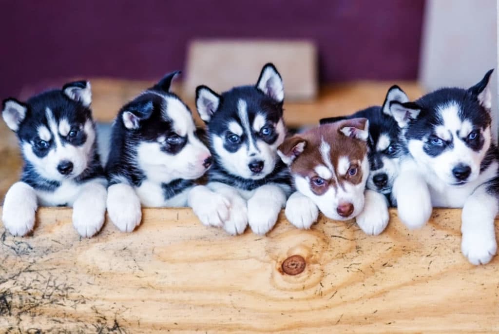 Homemade Dog Biscuits - Artzy Foodie